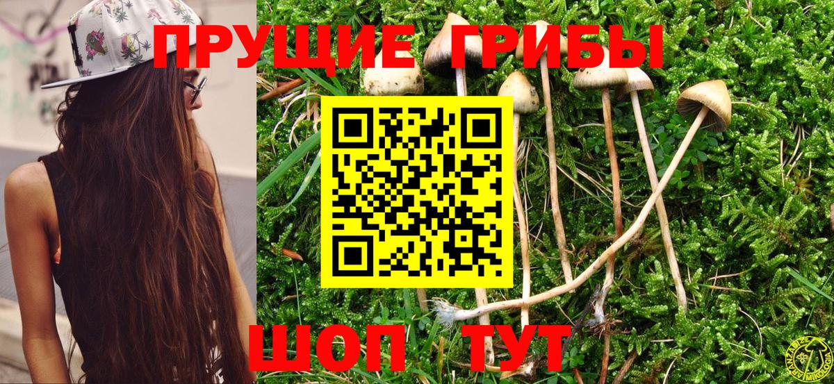 Псилоцибиновые грибы Cubensis Кизляр